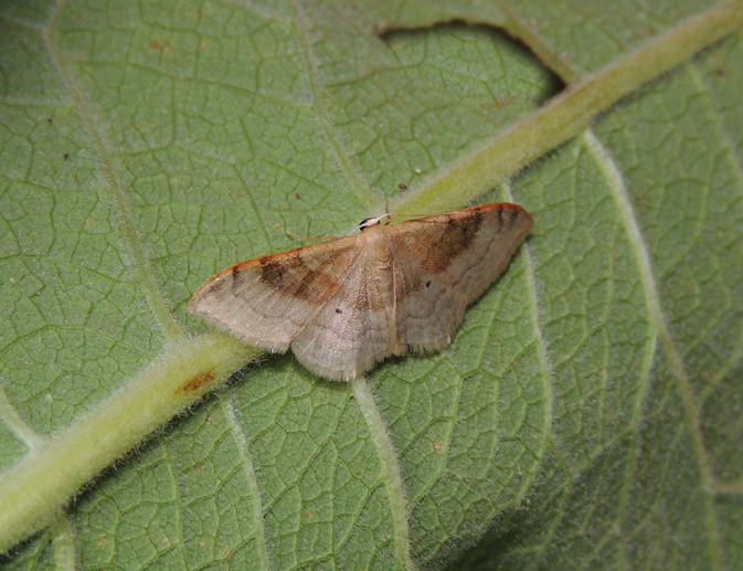 Idaea degeneraria Geometridae